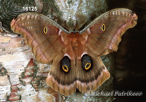 Polyphemus Moth (Antheraea polyphemus)